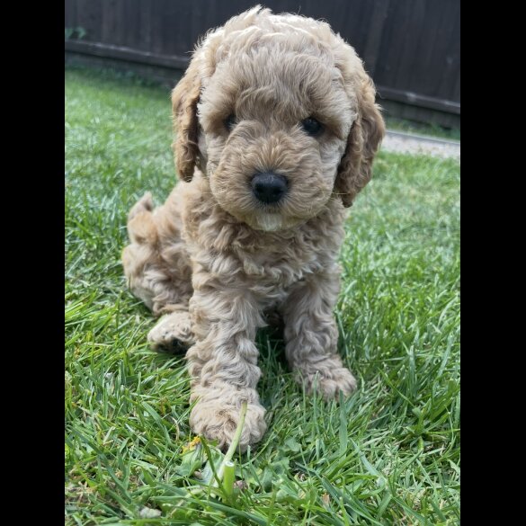 Cockapoo - Both