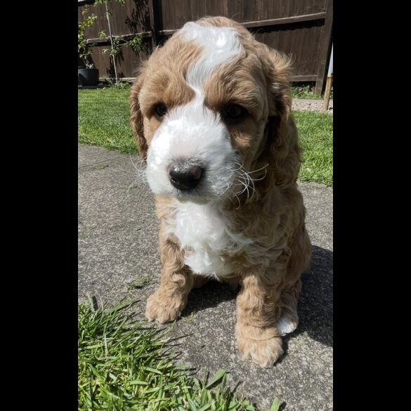 Cockapoo - Both