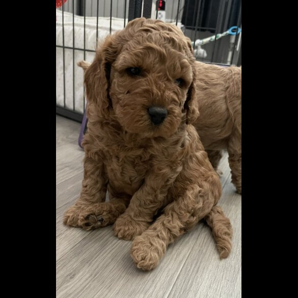 Cockapoo - Both