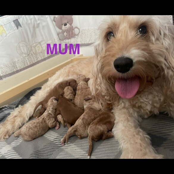 Cockapoo - Both