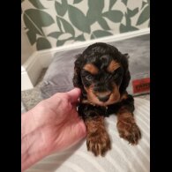Cockapoo - Both