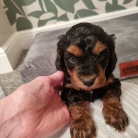 Cockapoo - Both