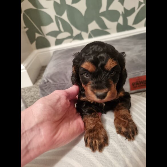 Cockapoo - Both