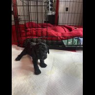 Cockapoo - Both
