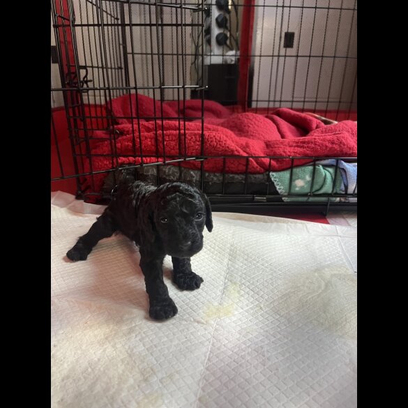 Cockapoo - Both