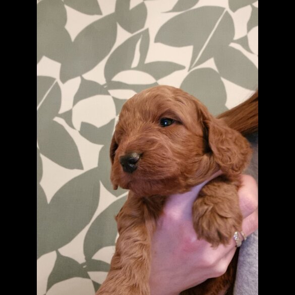Cockapoo - Both