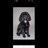 Cockapoo - Both