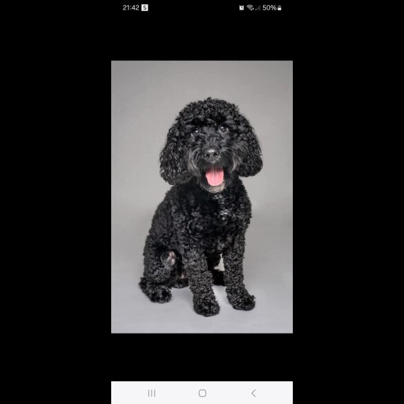 Cockapoo - Both