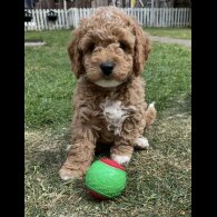 Cockapoo - Both
