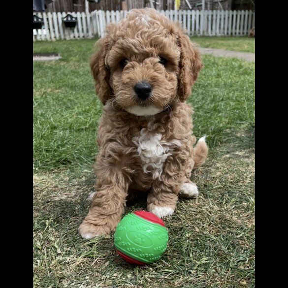 Cockapoo - Both