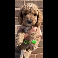 Cockapoo - Both