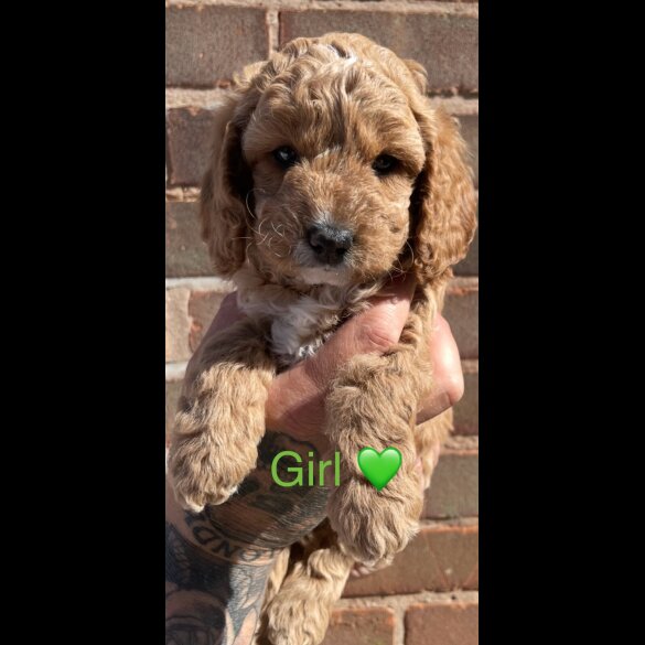 Cockapoo - Both