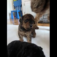 Cockapoo - Both