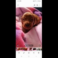Cockapoo - Both