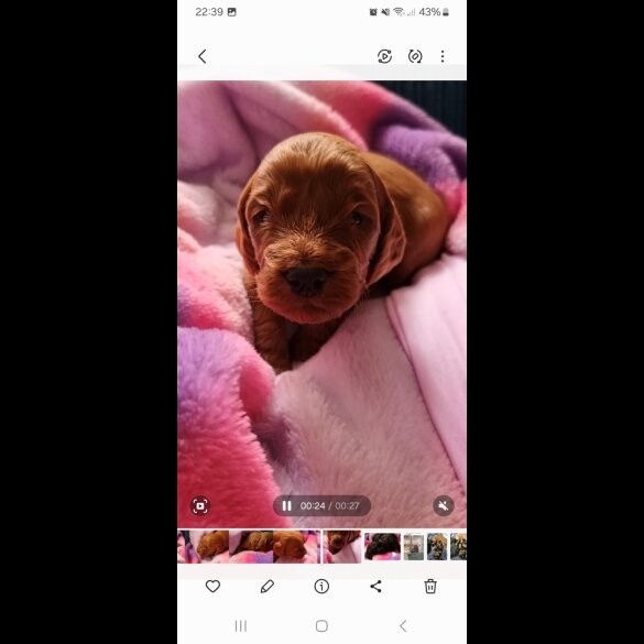 Cockapoo - Both
