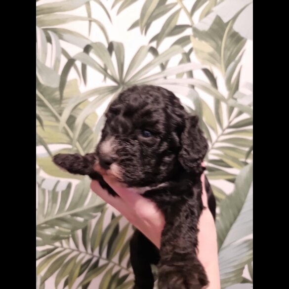Cockapoo - Both