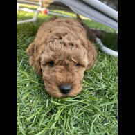 Cockapoo - Both