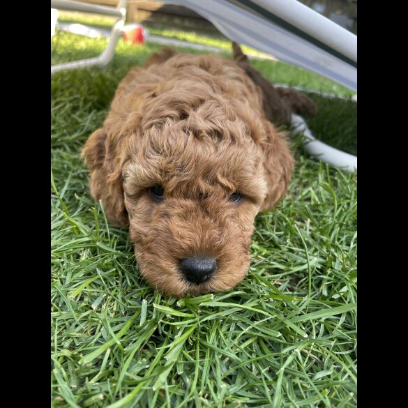 Cockapoo - Both