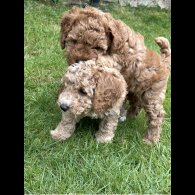 Cockapoo - Both