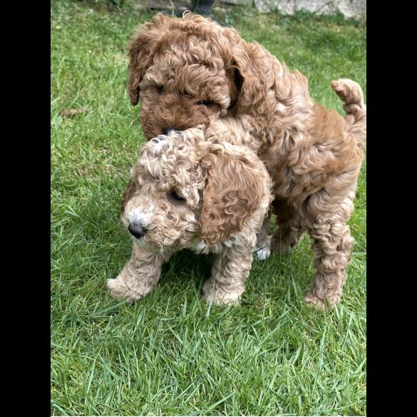 Cockapoo - Both