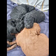 Cockapoo - Both