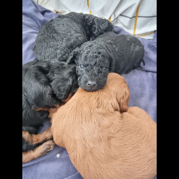 Cockapoo - Both