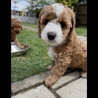 Cockapoo - Both
