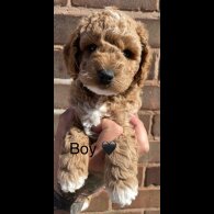 Cockapoo - Both