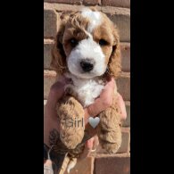 Cockapoo - Both