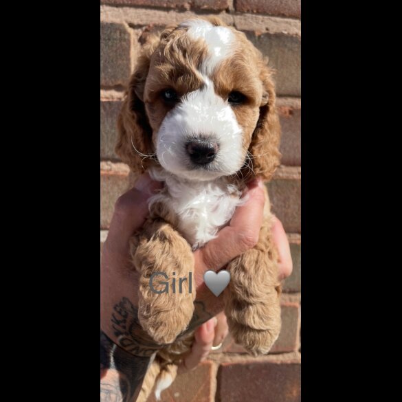 Cockapoo - Both