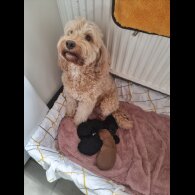 Cockapoo - Both