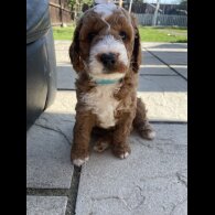 Cockapoo - Both