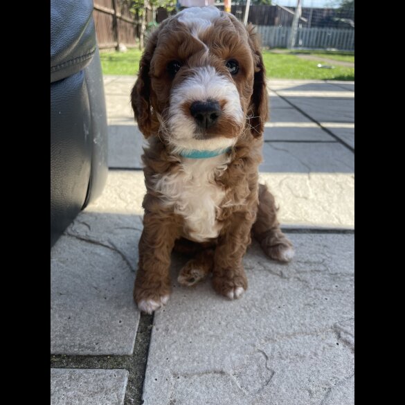 Cockapoo - Both