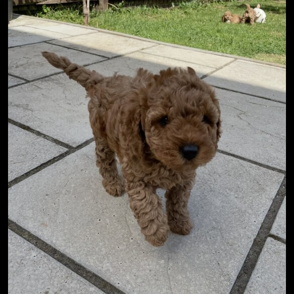 Cockapoo - Both