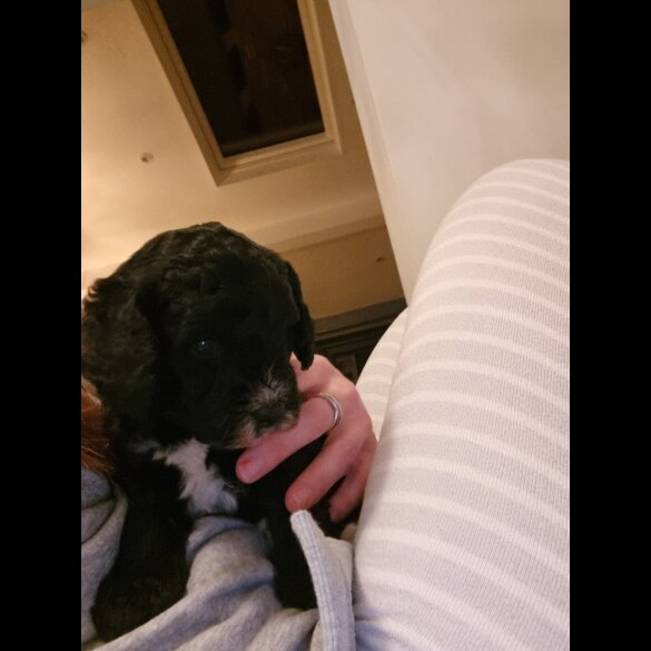 Cockapoo - Both