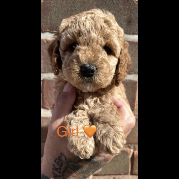 Cockapoo - Both