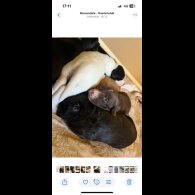 Lurcher - Both