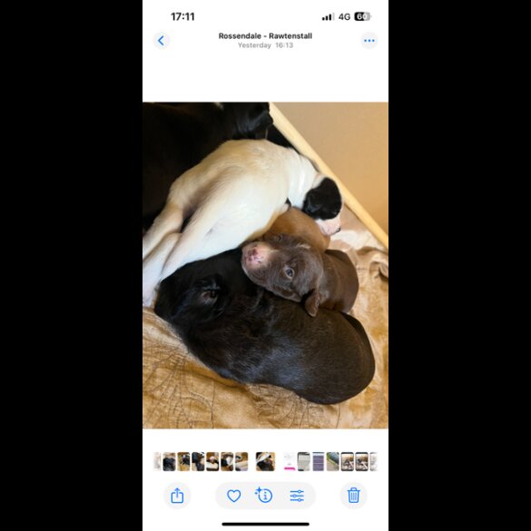 Lurcher - Both