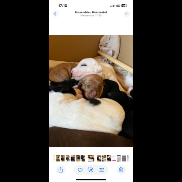 Lurcher - Both