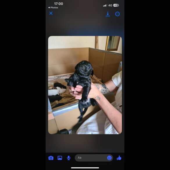 Lurcher - Both
