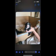 Lurcher - Both