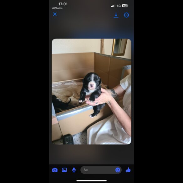 Lurcher - Both