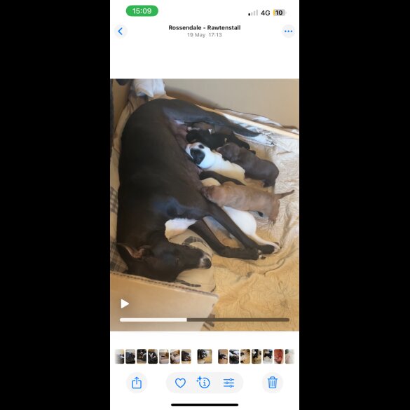 Lurcher - Both