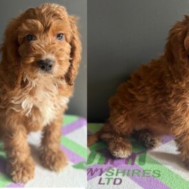 Cockapoo - Both