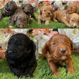 Cockapoo - Both