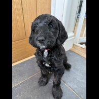 Cockapoo - Both