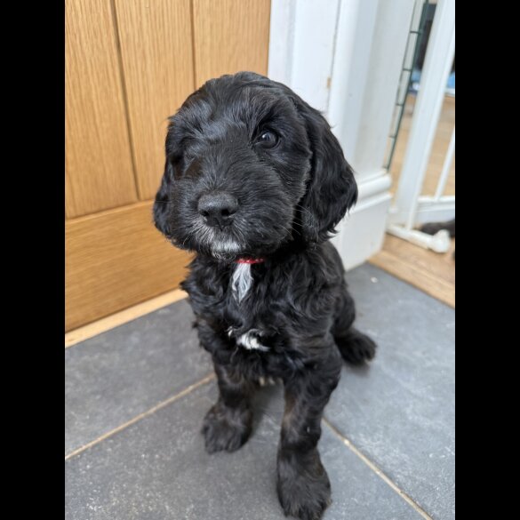 Cockapoo - Both