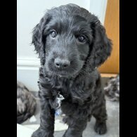 Cockapoo - Both