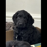 Cockapoo - Both