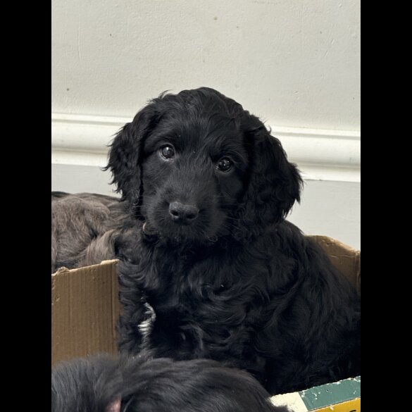 Cockapoo - Both